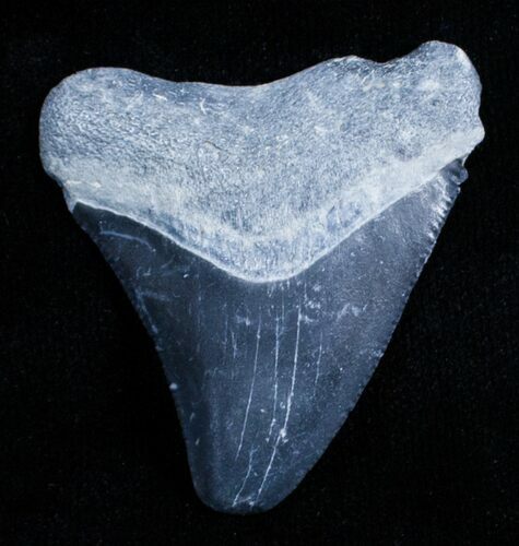 Bone Valley Megalodon Tooth #3548